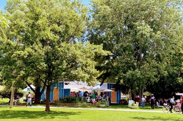 A large, leafy tree dominating a grassy park landscape with picnic tables in the background.