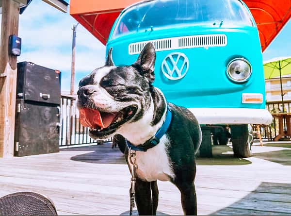 Happy black and white Boston Terrier panting in front of a vintage turquoise Volkswagen bus on a sunny outdoor wooden deck.