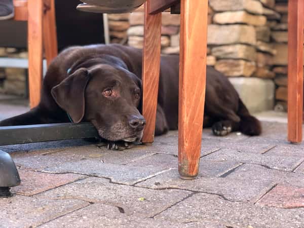 dog friendly patio