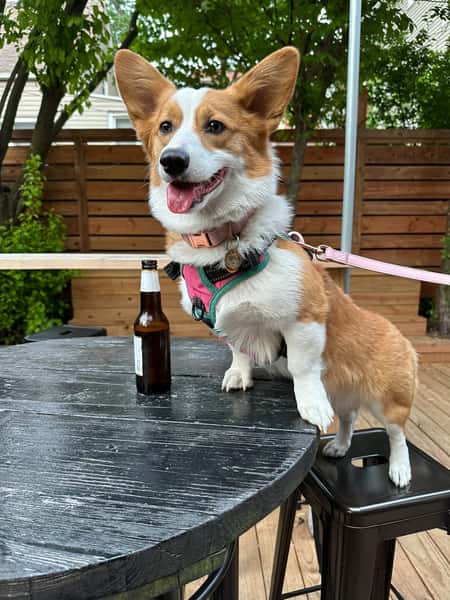 dog28