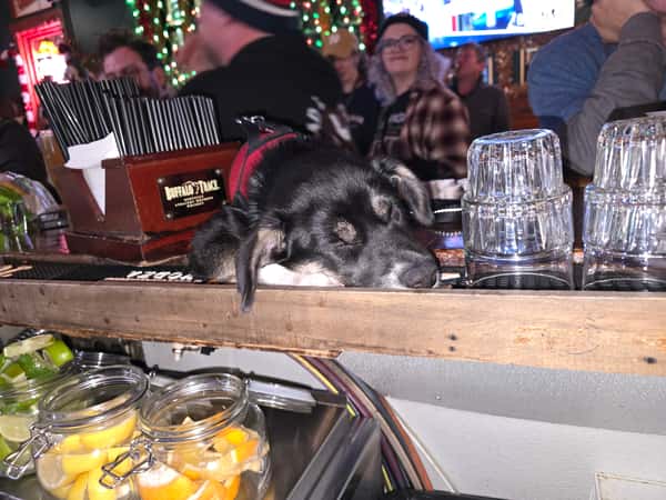 dog18