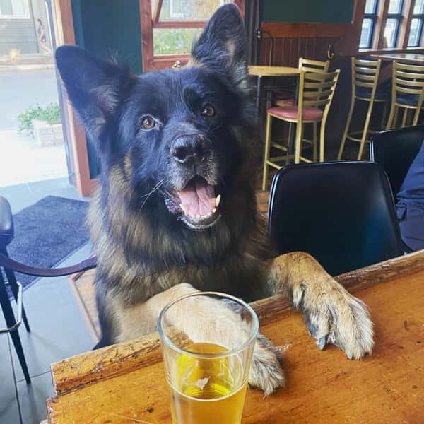 dog8