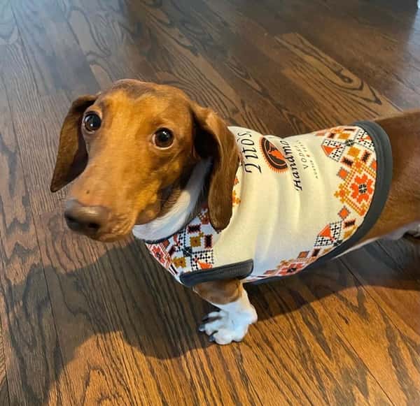 dog3