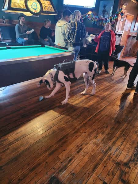 dog323