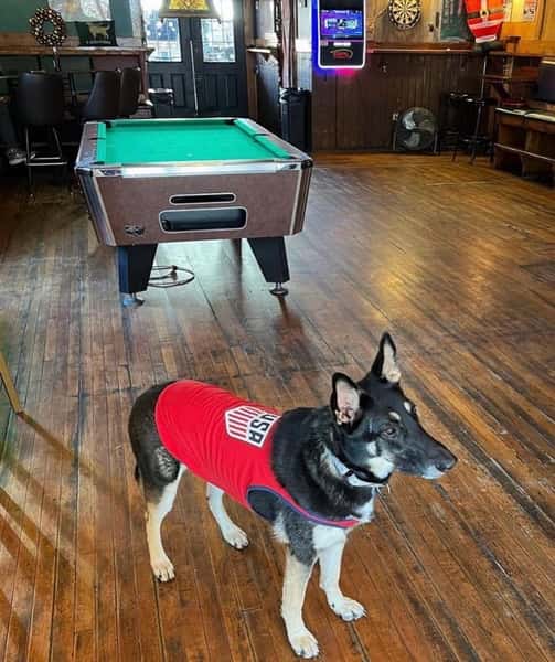 dog45