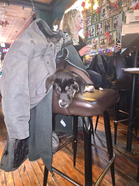 dog34