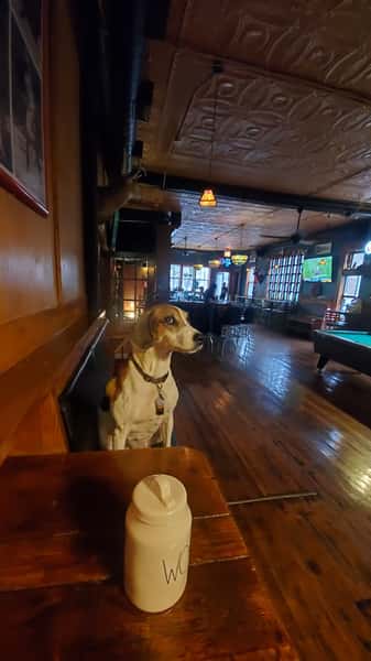 dog47