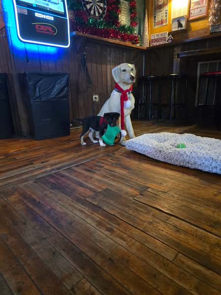 dog12