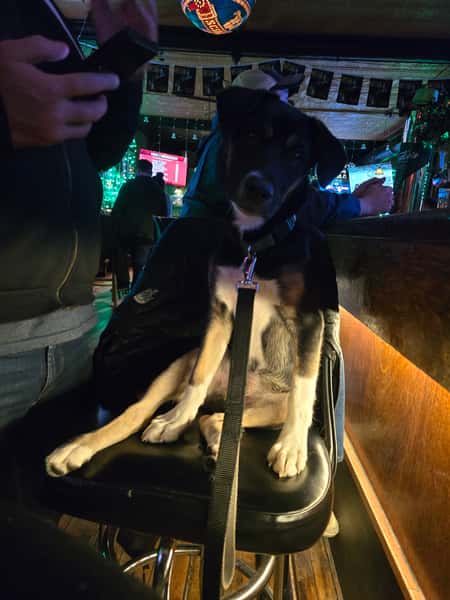 dog7