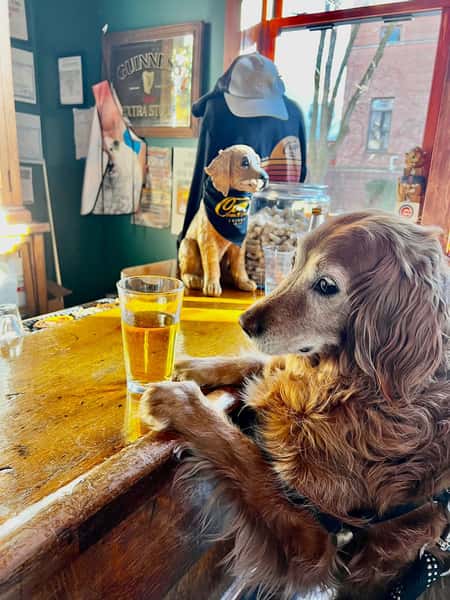 dogs