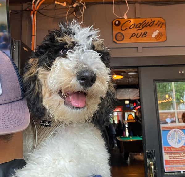 dog37