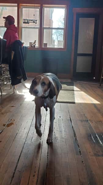 dog56