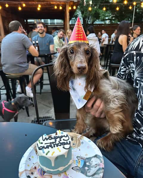 dog5
