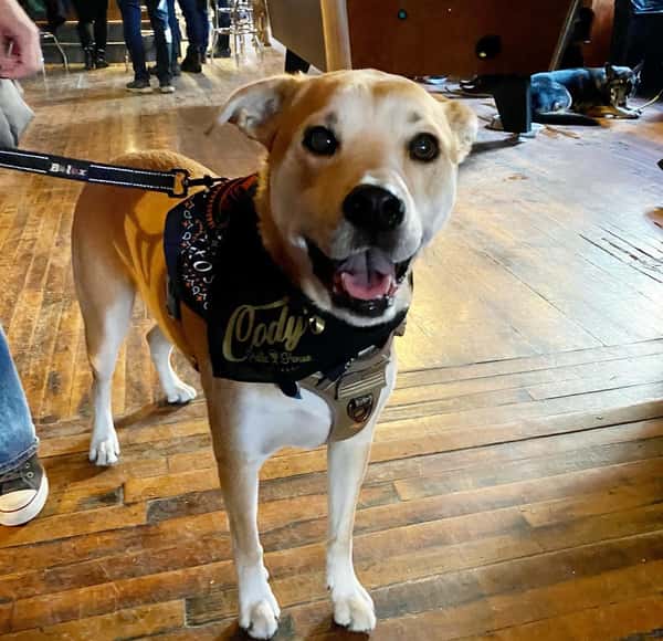 dog4