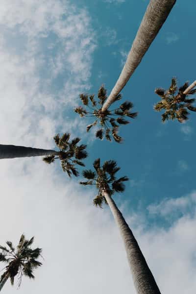 Palm trees