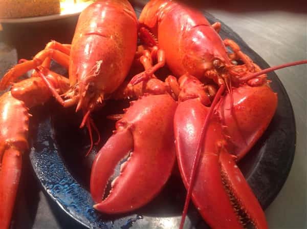lobster