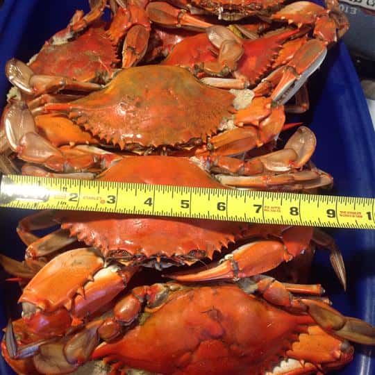 shell crab being measured