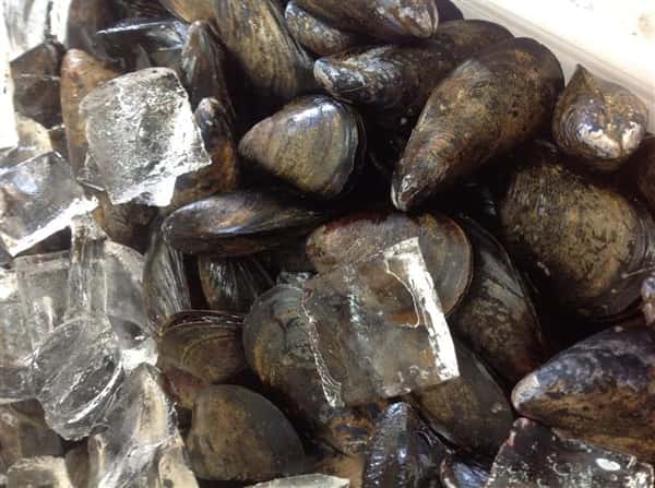 mussels on ice