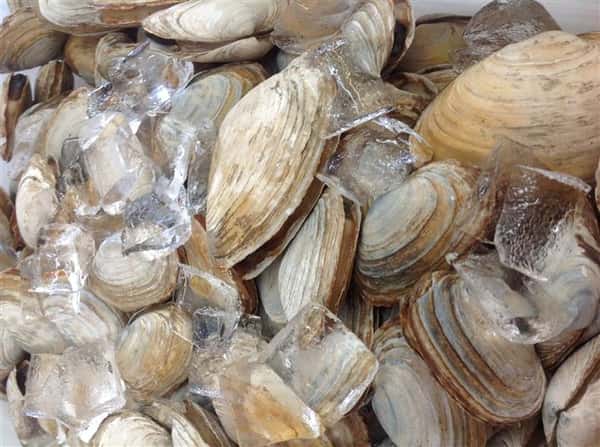 clam shells