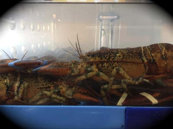 lobster