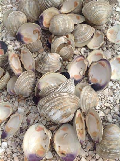 oysters