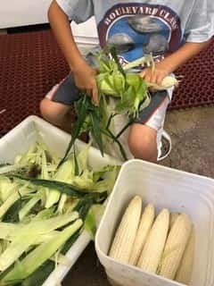 shucking corn