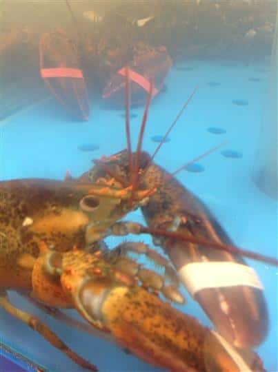 lobster in a tank