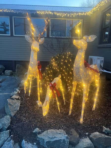 Deer