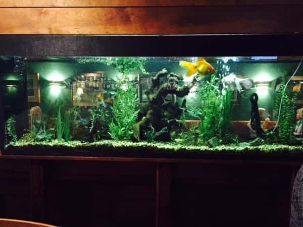 goldfish tank