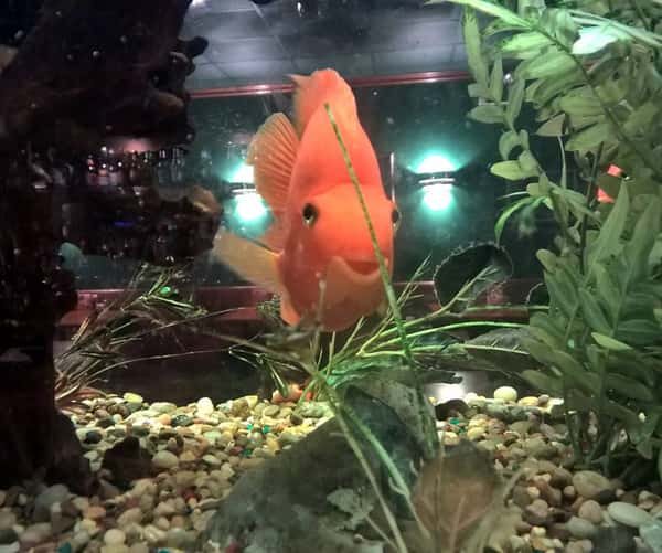fish