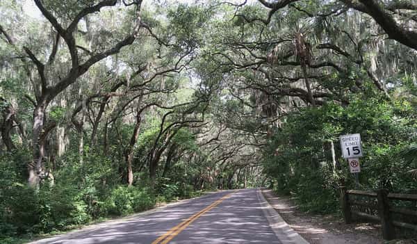 Peaceful tree-lined road in Safety Harbor with dense greenery and arching oak branches forming a natural canopy over the quiet street.