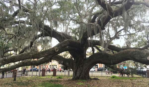 The iconic Baranoff Oak, a massive centuries-old live oak tree draped in Spanish moss, standing proudly in downtown Safety Harbor, Florida.