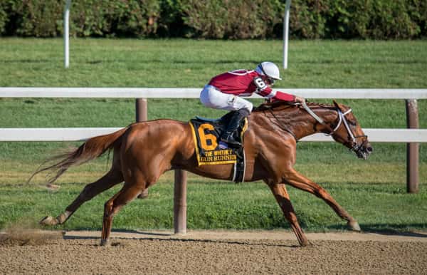 Chestnut racehorse named Gun Runner in full stride with jockey in maroon and white silks during The Whitney Stakes at a professional horse racing track — competitive thoroughbred racing action.