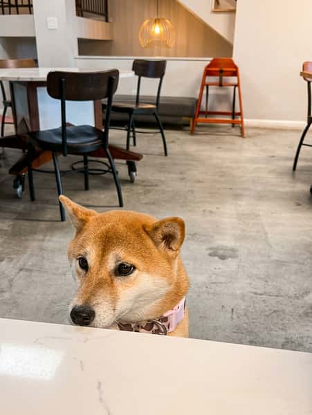 dog