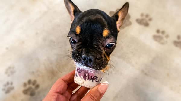 dog-eating-pupcup