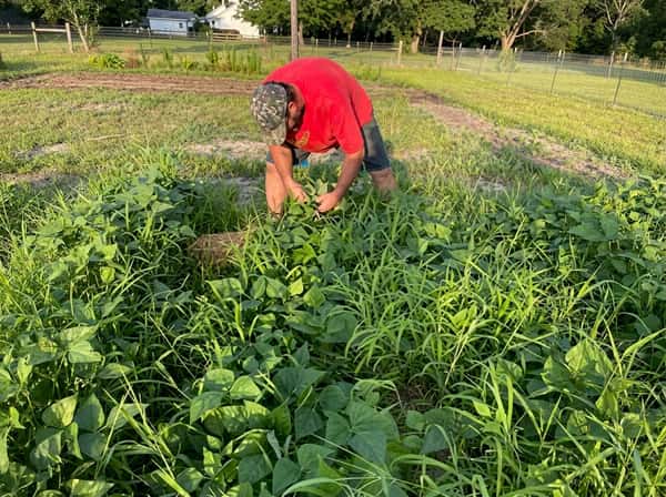 Farmer tending rows of seasonal vegetables at Gallo D'Oro Farm, growing fresh ingredients by hand for Gallodoro's Taste of Italy
