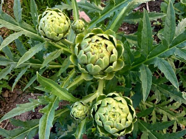 Homegrown artichokes thriving at Gallo D'Oro Farm, cultivated from generations of farming knowledge and seasonal harvest traditions