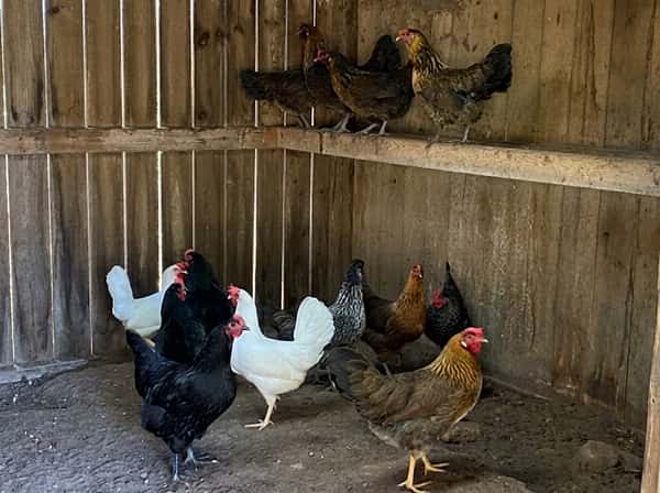 Free-range chickens at Gallo D'Oro Farm, raised with care as part of the family's commitment to sustainable farming and fresh ingredients