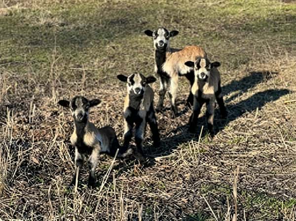 Miniature donkeys gathered in a pasture at Gallo D'Oro Farm, reflecting the family-friendly atmosphere and diverse livestock on the farm