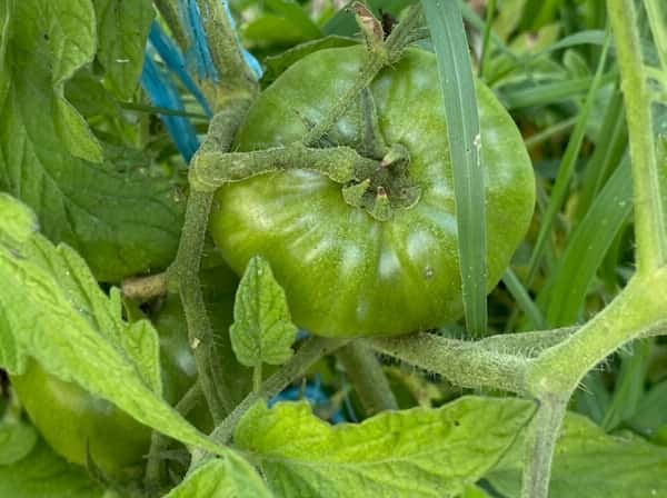 Heirloom green tomato growing on the vine at Gallo D'Oro Farm, cultivated from generations of family-saved seeds and pesticide-free farming practices