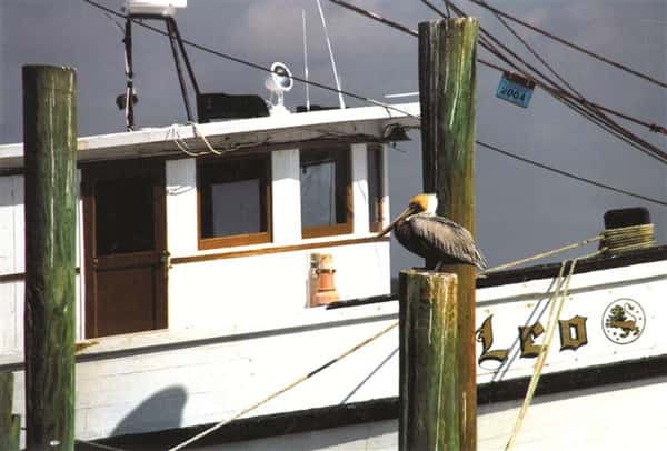 pelican near a boat that is dockside