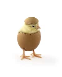 Dre's One Egg