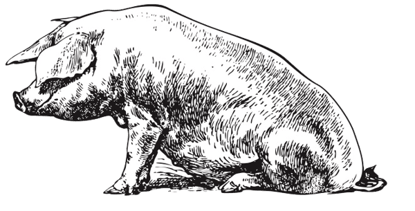 Pig