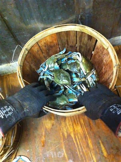 Crabs in a wooden basket
