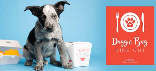 Doggie Bag Dine Out in Scottsdale Ling & Louie's Asian Bar and Grill