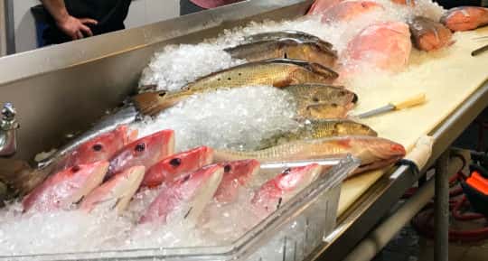 fish on ice