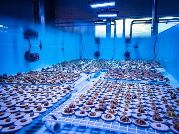 coral propagation