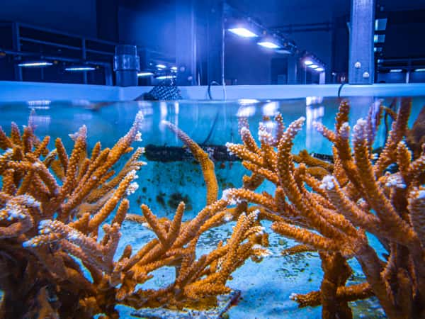 coral propagation