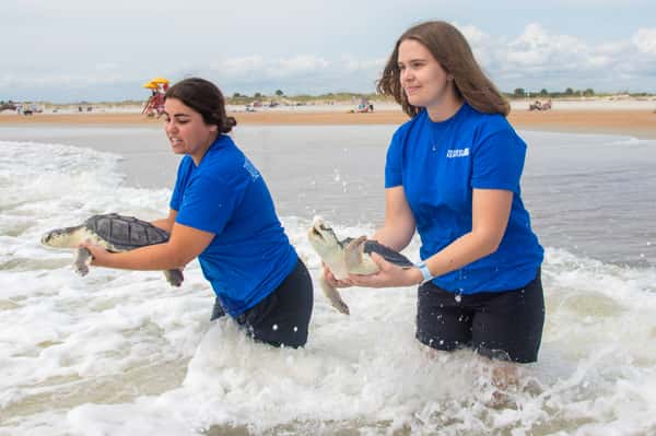 turtle release