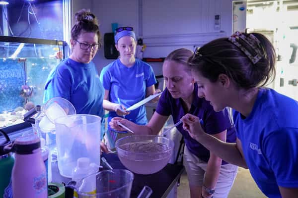 coral propagation team